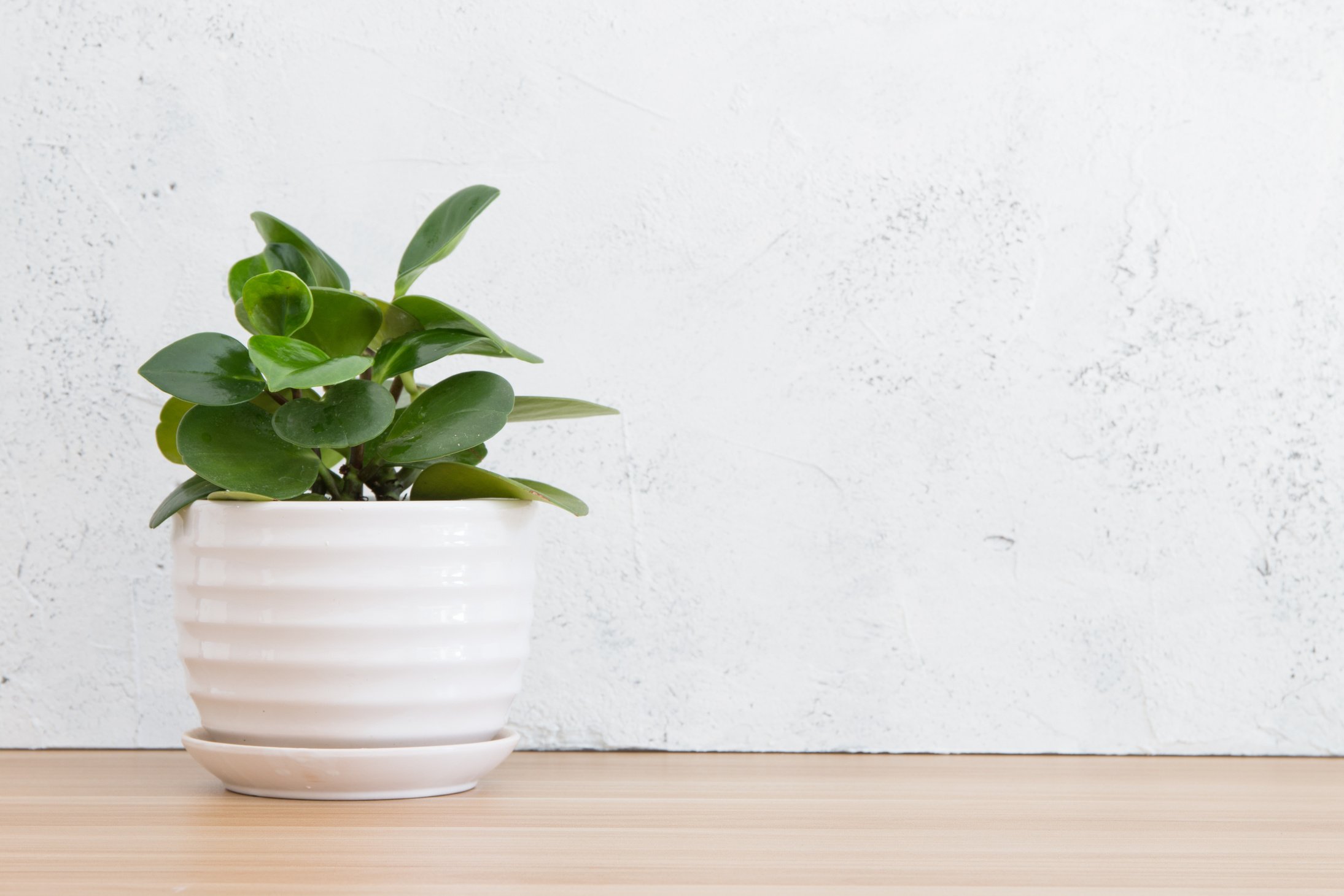 Potted plants on wooden desk